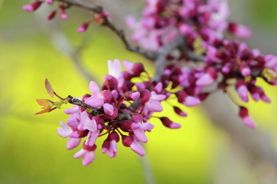 Árbol de Judas: ¿cuánto cuesta un plantón