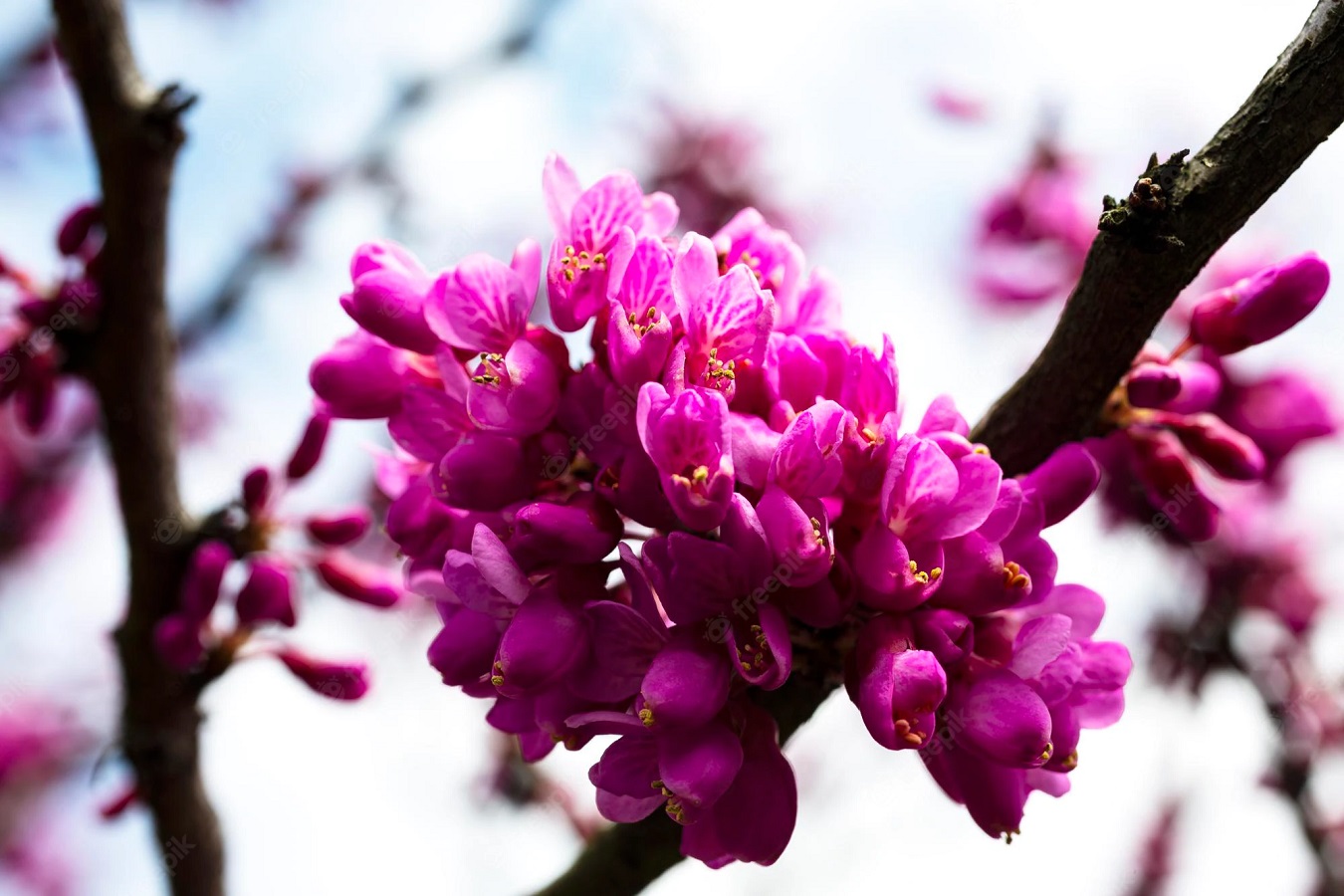 Kanadischer Judasbaum - Sorten und Pflege von Cercis-Bäumen