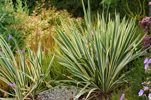 Pianta di yucca con sfumature chiare