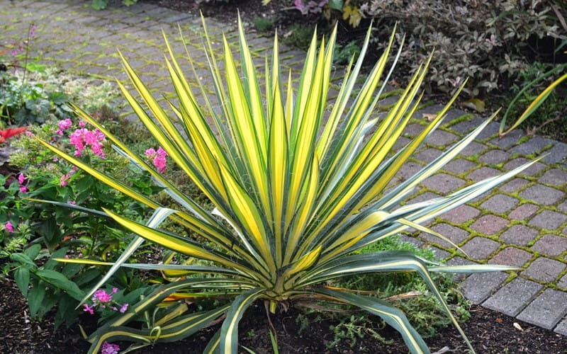 4 tipi di piante di yucca più popolari per i giardini