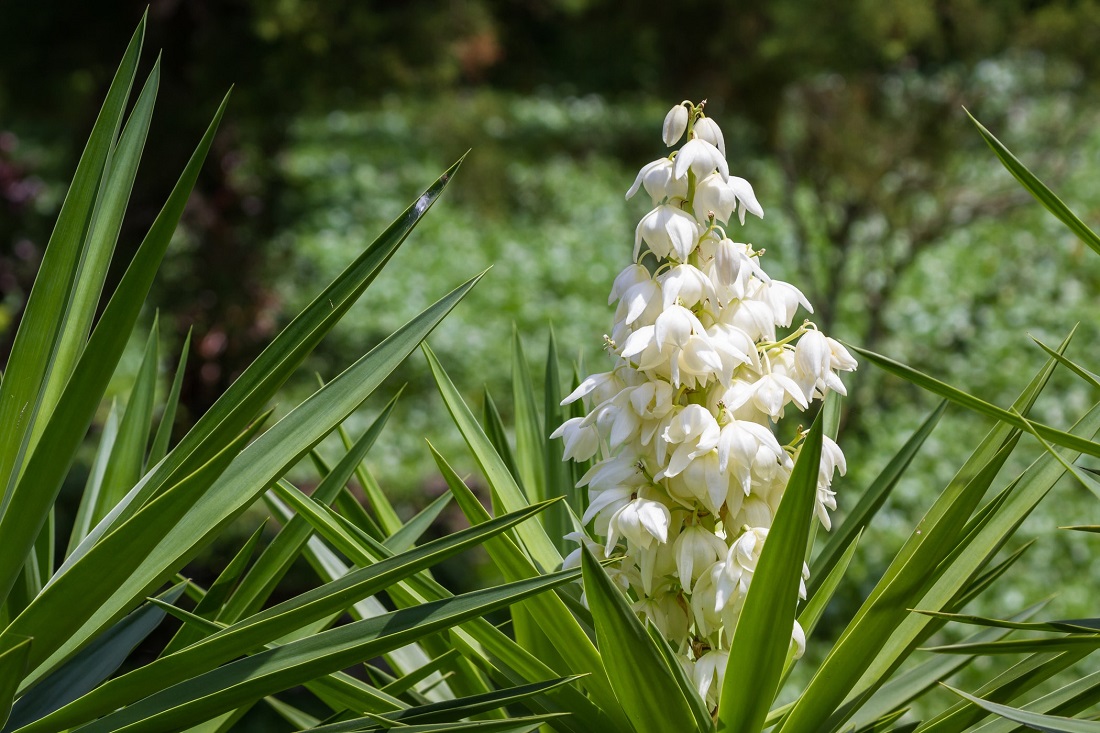 Planta de yuca: las propiedades ocultas