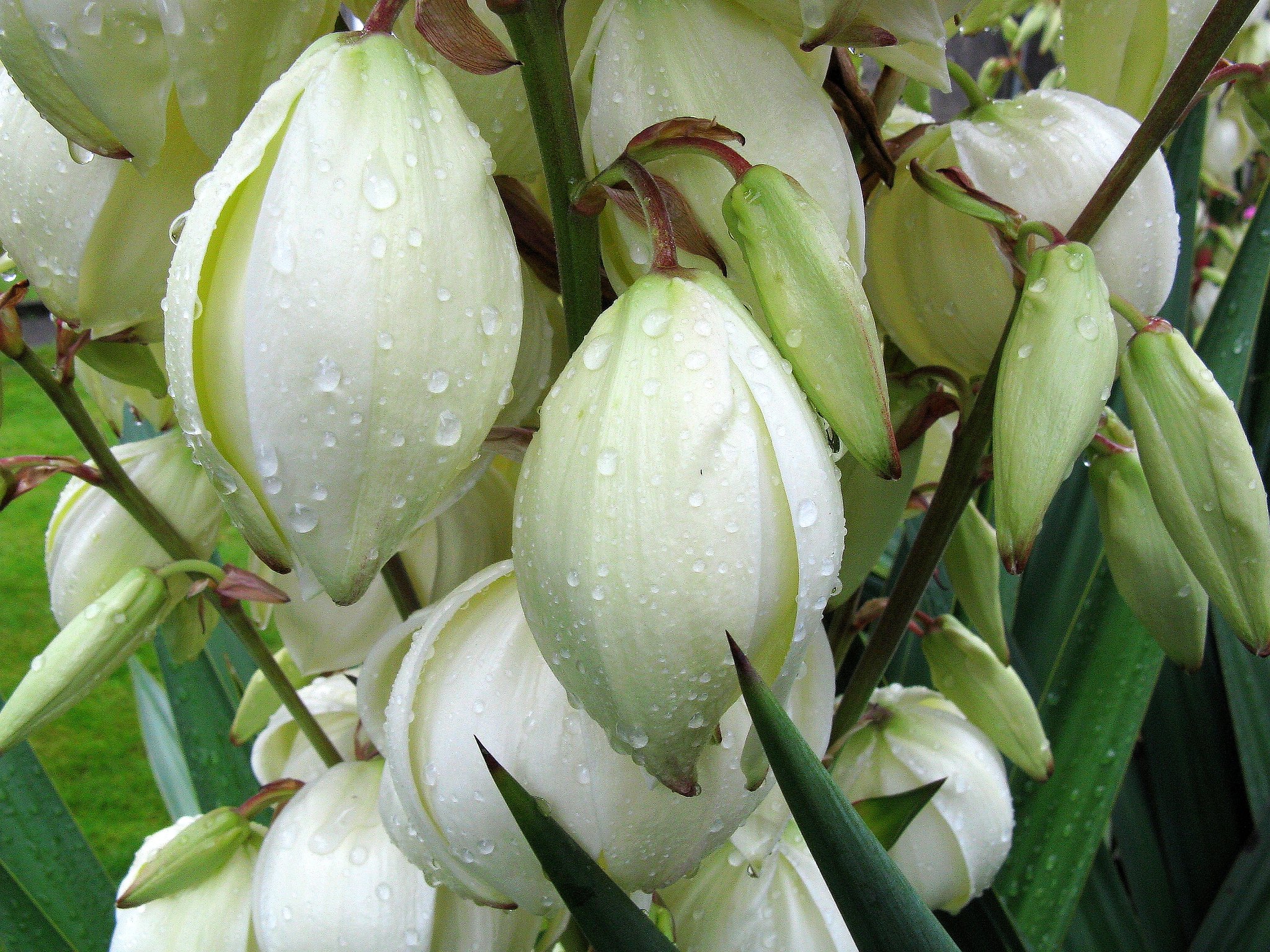 Planta de yuca, ¿qué tipo de planta es?