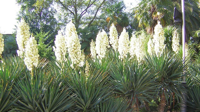 ¿Qué tipos de plantas de yuca hay?