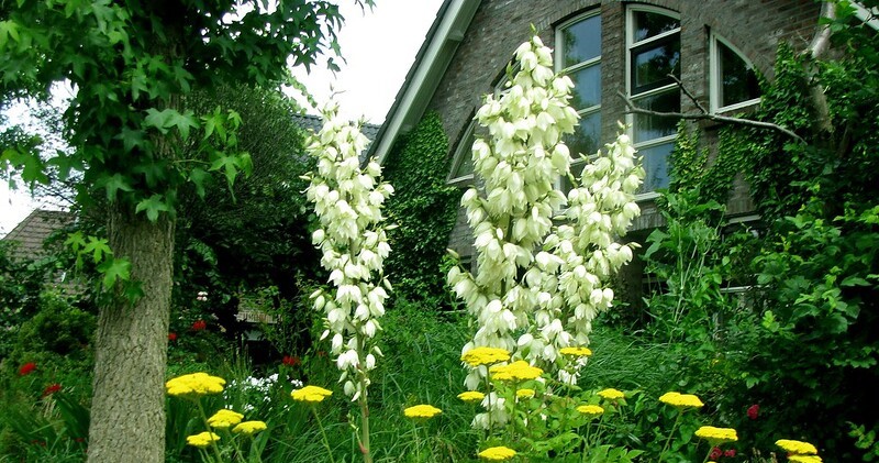 Yucca - suggerimenti per la semina