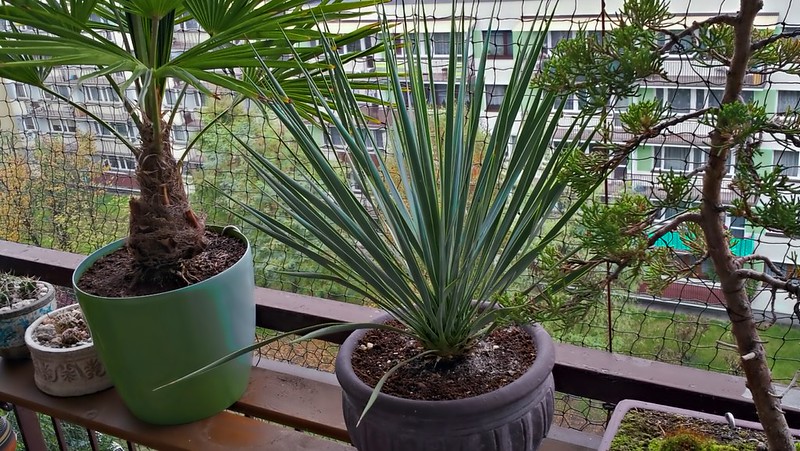 ¿Puedes cultivar una planta de yuca en el interior?