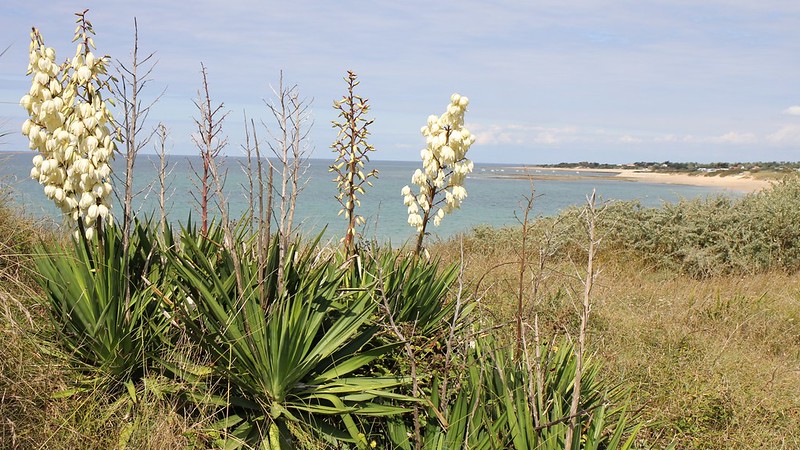 Pianta di yucca - coltivazione