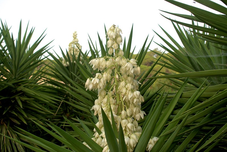 Yucca pianta - cura e fioritura