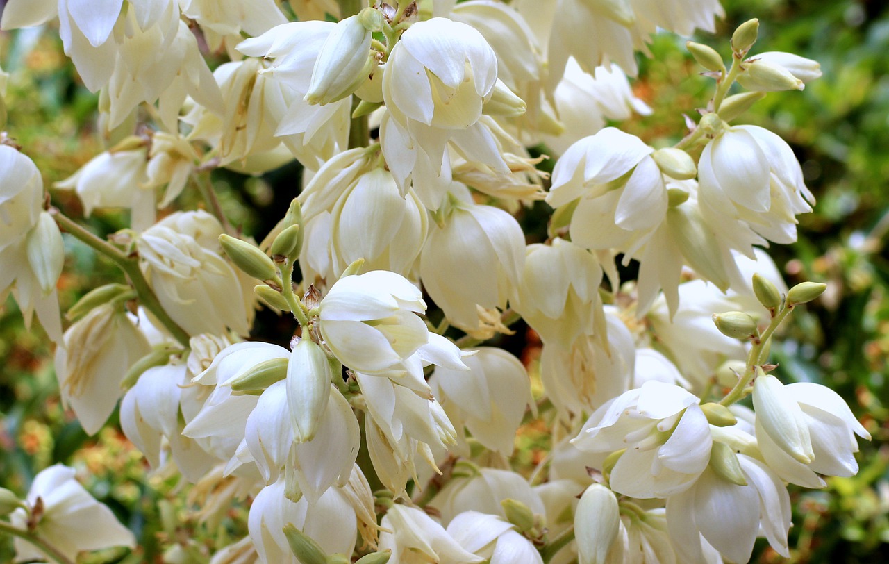 Bella Pianta di Yucca. Come Prendersi Cura di una Pianta di Yucca?