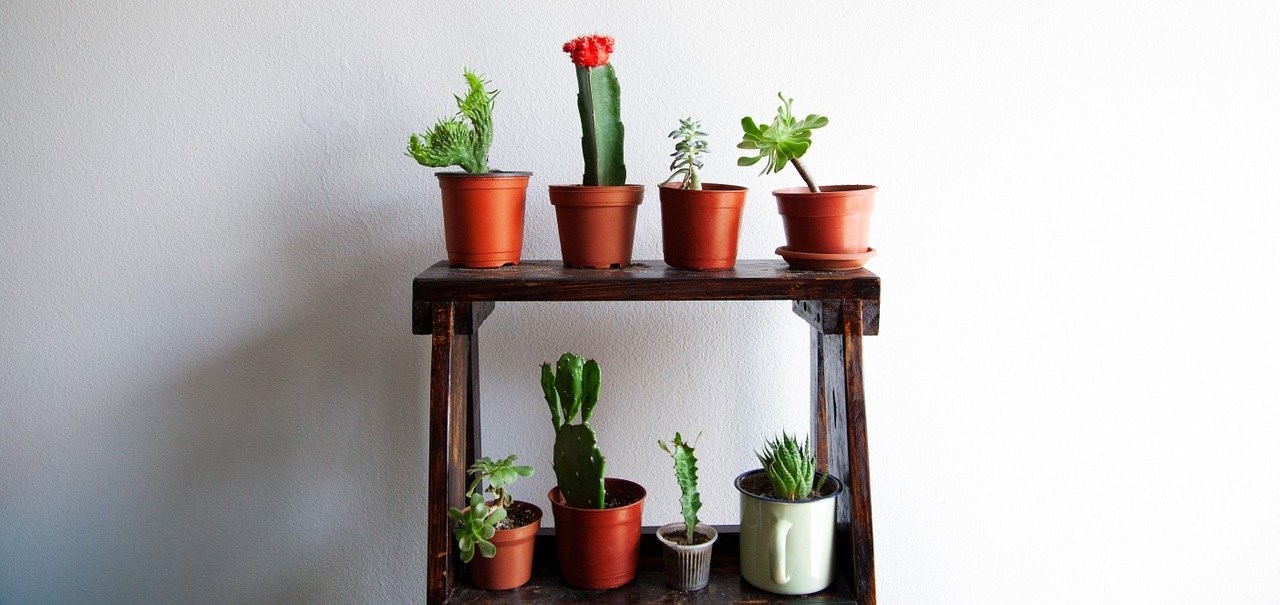 Cactus en maceta - minimalismo natural en su interior