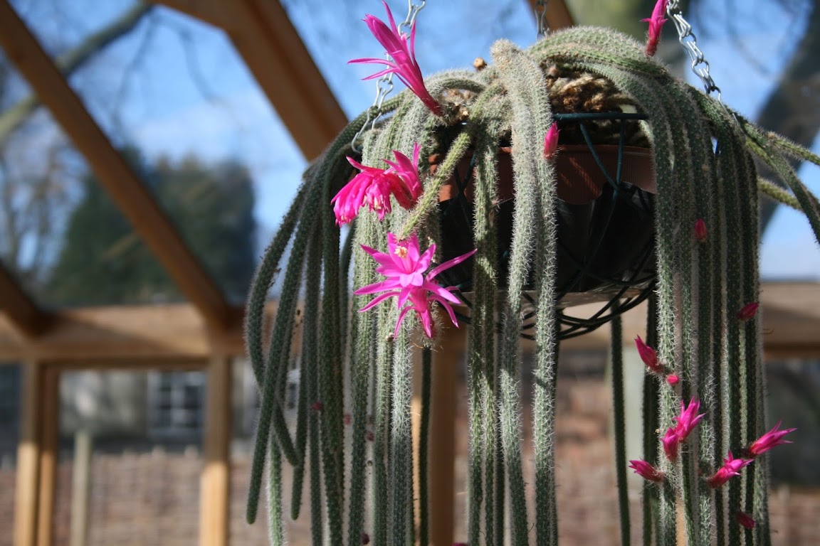 Cactus cola de rata - Aporocactus Mallisonii