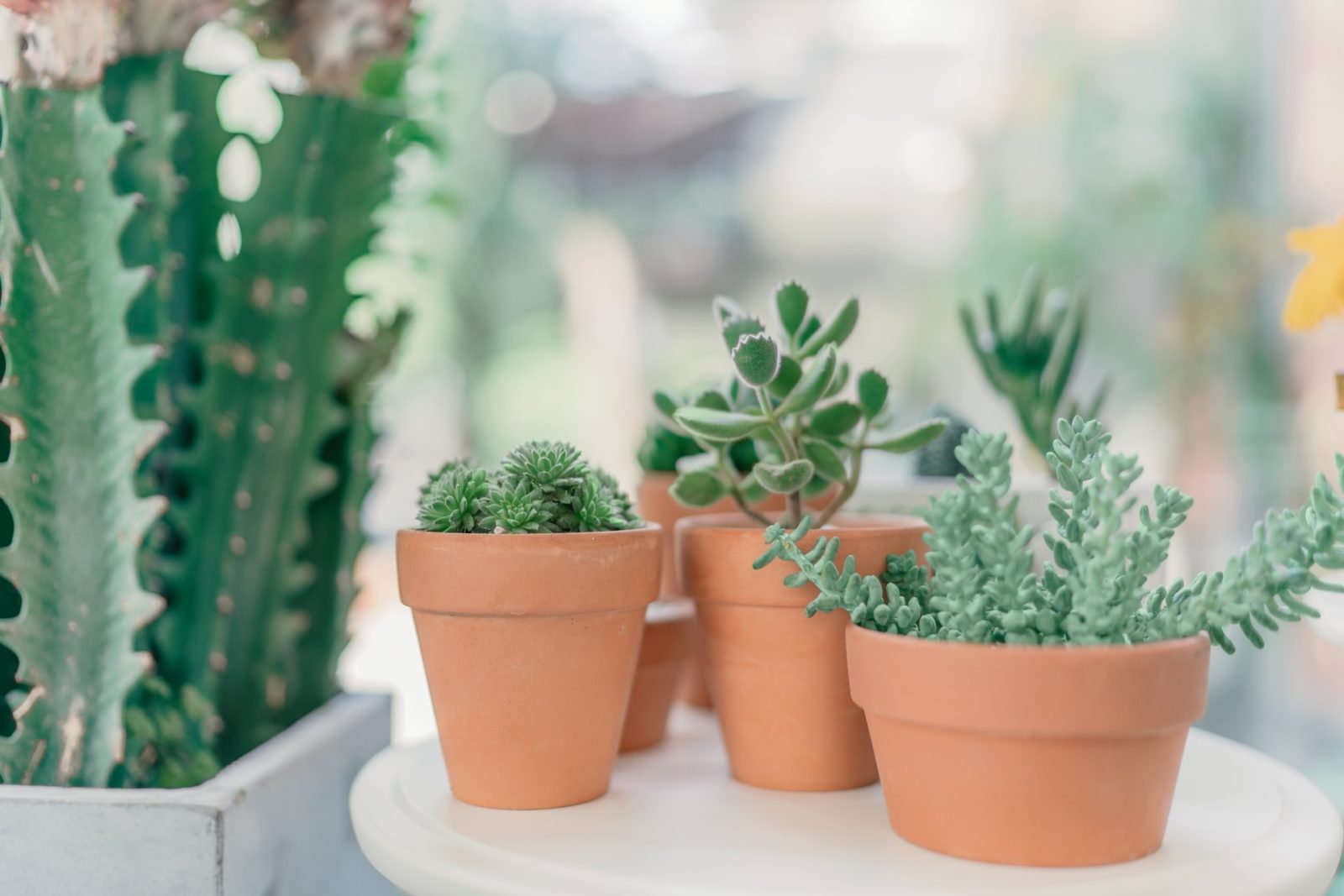 Come prendersi cura di un cactus?