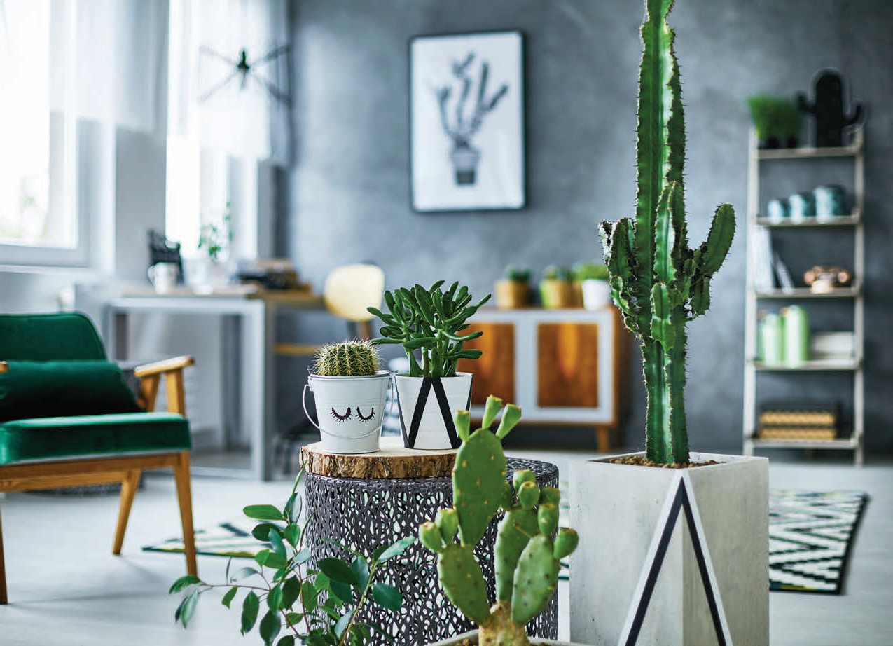 Cactus en Maceta - Tipos de Cactus y Consejos Para su Cuidado