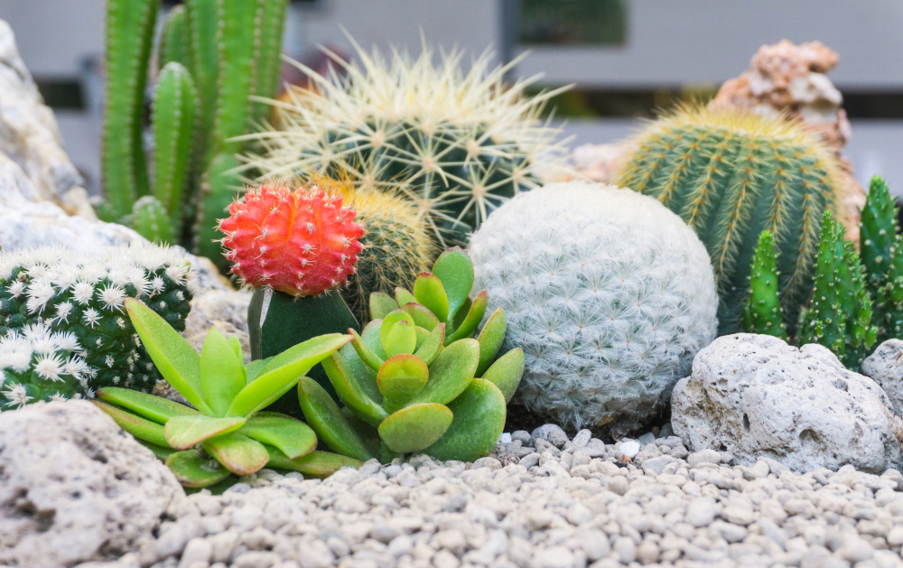 Plantes d'intérieur - cactus