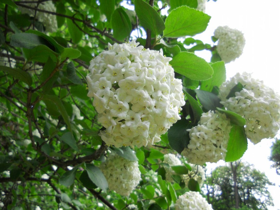 Viburnum - un hermoso árbol en maceta para un patio