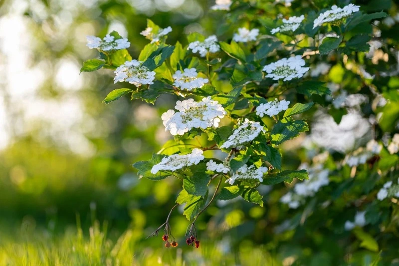 El rosal de Guelder: ¿es vulnerable a las plagas?