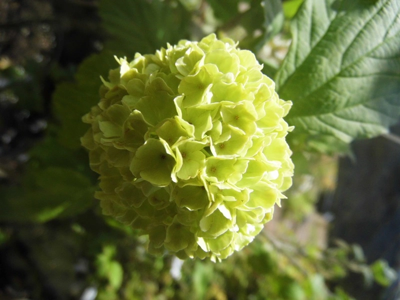 ¿Qué es la rosa guelder y qué aspecto tiene?