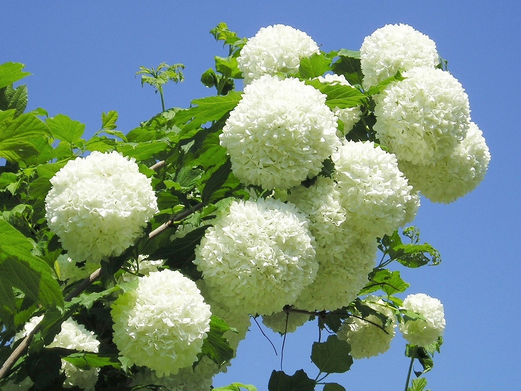 La rosa Guelder: las variedades más populares