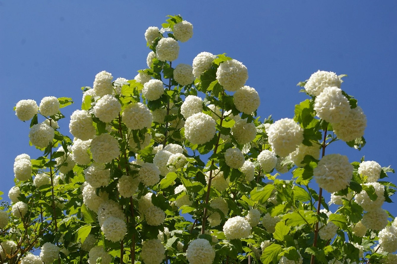 Viburnum Opulus - Tutto Quello Che c'è Da Sapere Sulla Cura Della Rosa Di Guelder