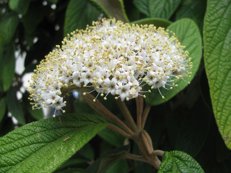 Leatherleaf viburnum (Viburnum rhytidophyllum)