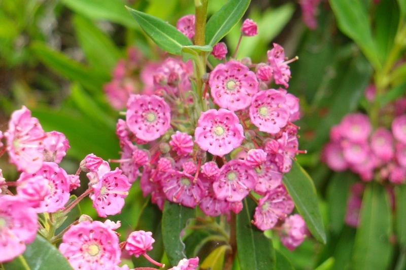 Kalmia wąskolistna (Kalmia angustifolia)