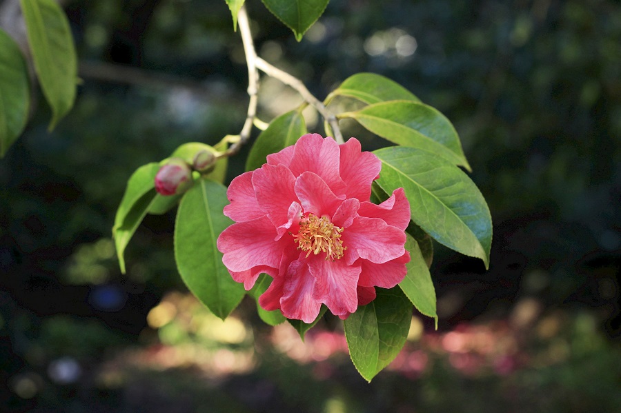 Was ist die Kamelie japonica und woher kommt sie?