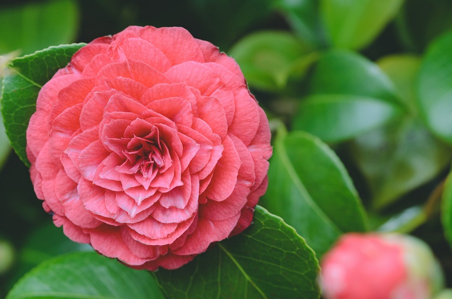 Pflege der Camellia japonica - muss die Pflanze beschnitten werden?