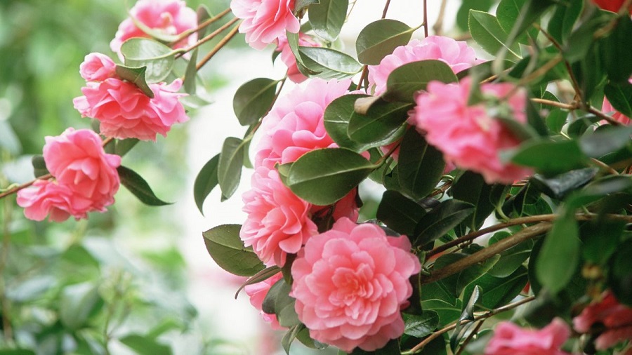 Camellia japonica - Vermehrung