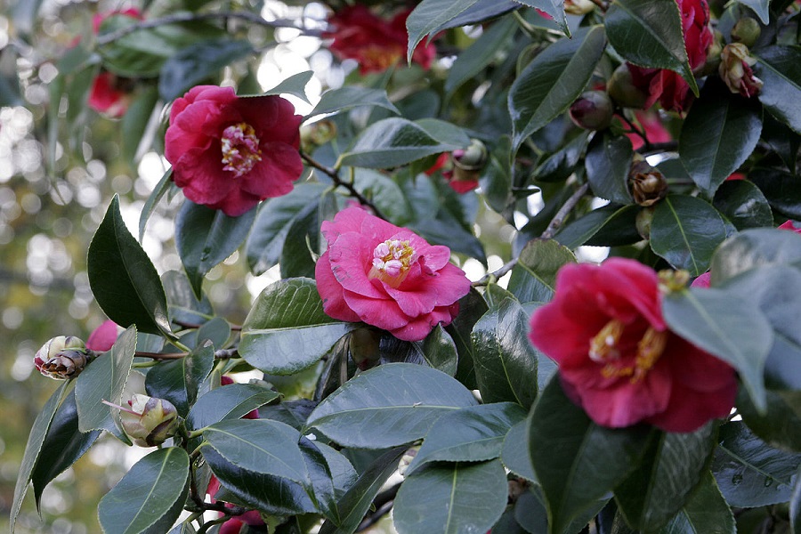 Anbau einer Kamelie japonica im Garten - Auswahl des Standorts