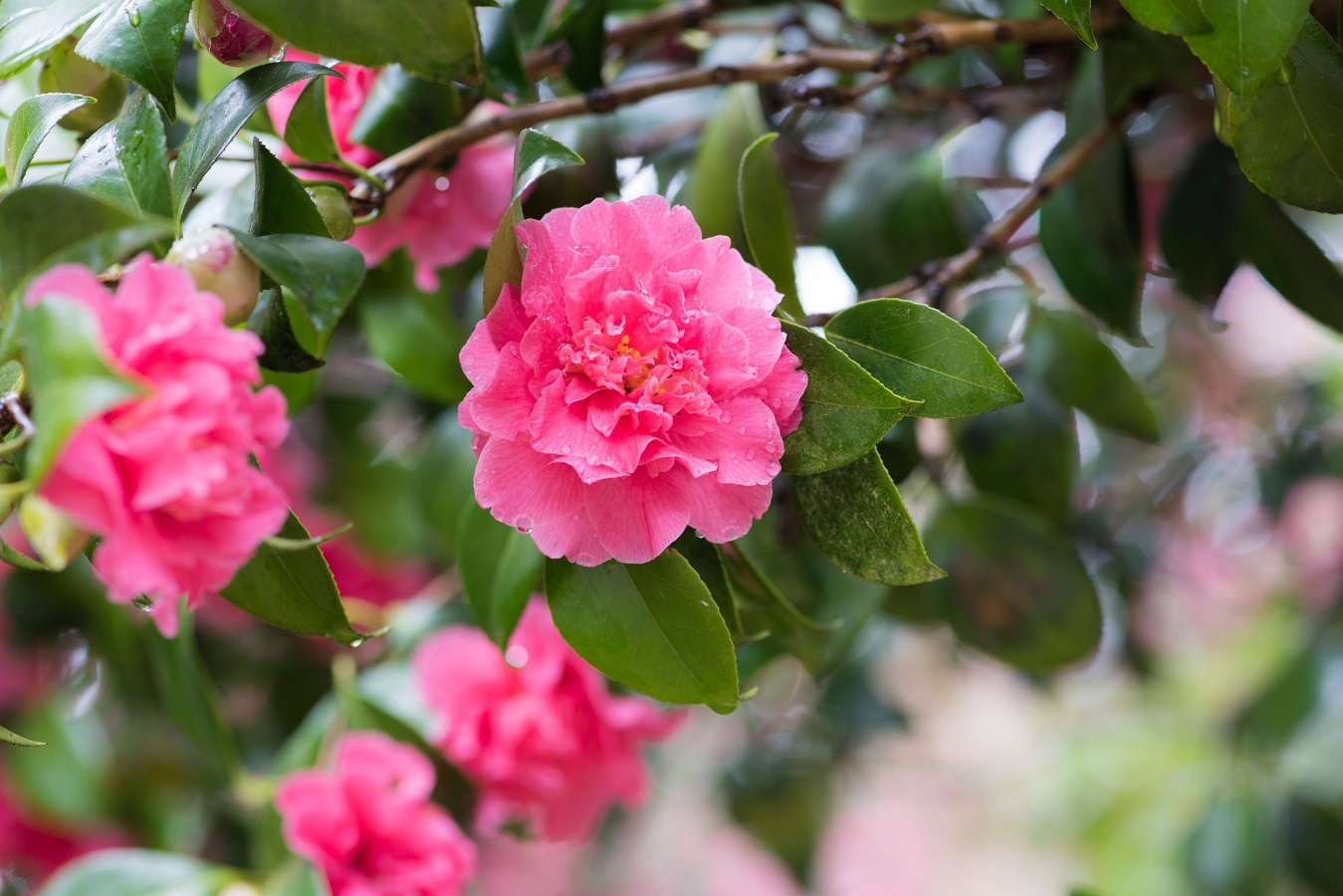 Cuidado de la Camelia Japonesa - Aprenda todo sobre la Camelia Japónica