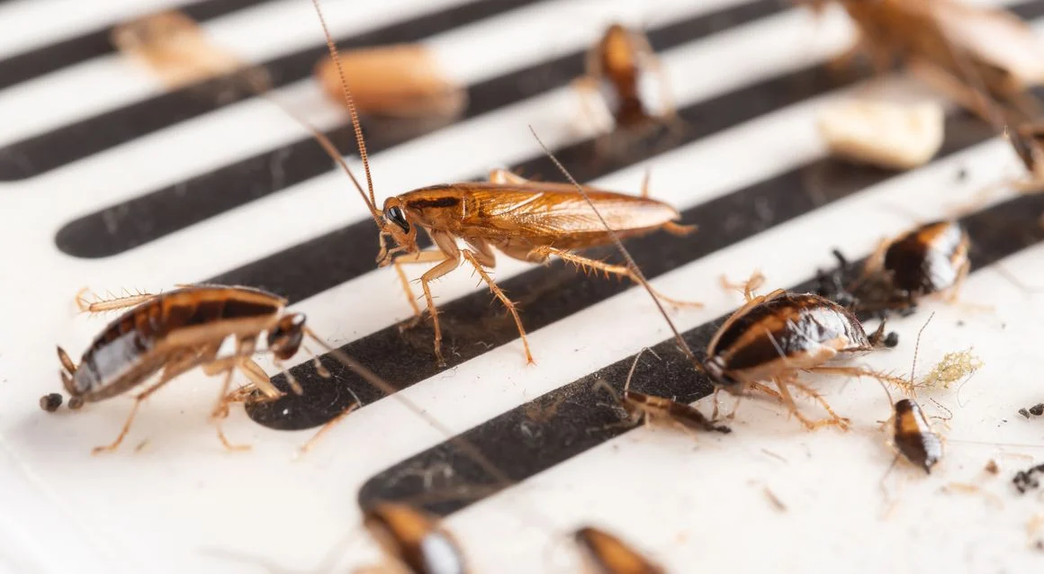 Insecticidas comprados en la tienda: elimine las plagas del hogar