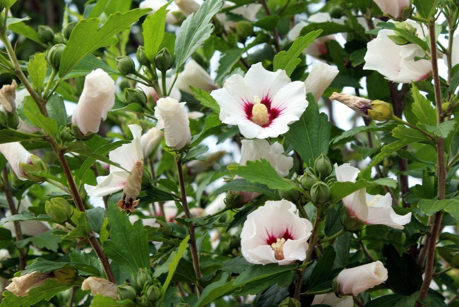 Ketmia siriana, ibisco - arbusti da giardino