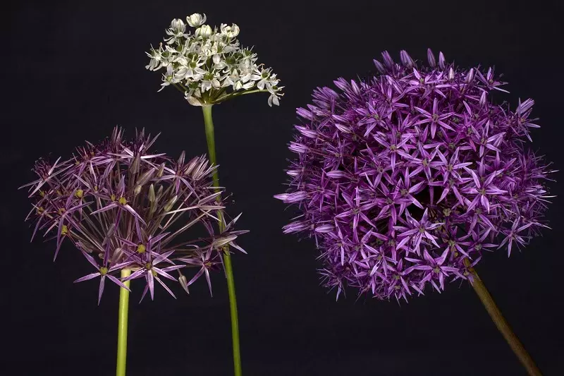 Quando fioriscono l'allium gigante e le altre cipolle ornamentali?