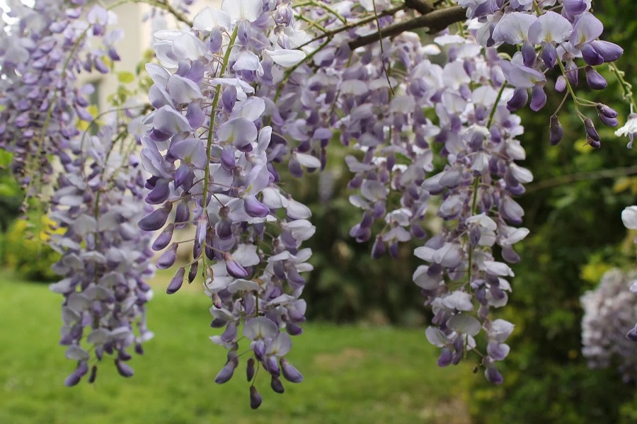 ¿Cuándo florece la glicina y de qué color son las flores?