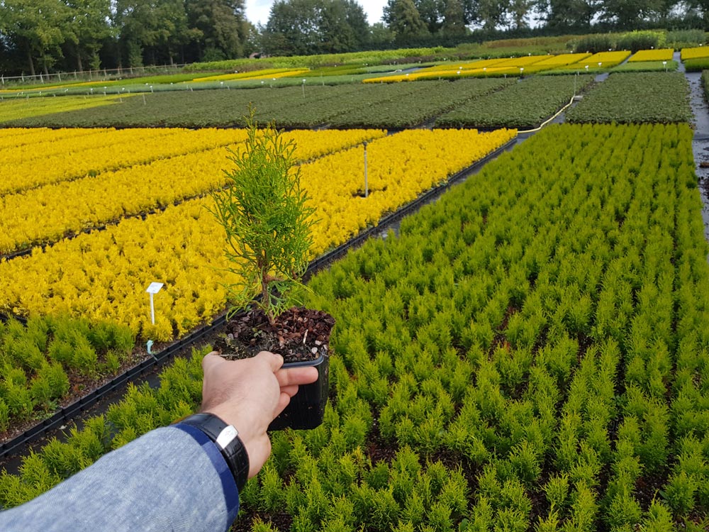 ¿Cuándo plantar tuyas?