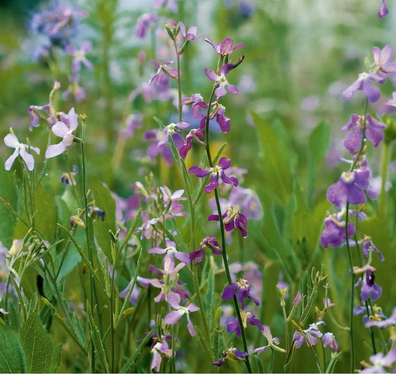 ¿Cuándo sembrar la Planta de Noche Perfumada?