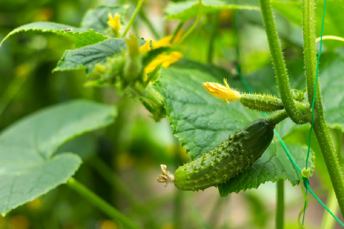 ¿Cuándo Plantar Pepinos? Cultivo de Pepinos Paso a Paso