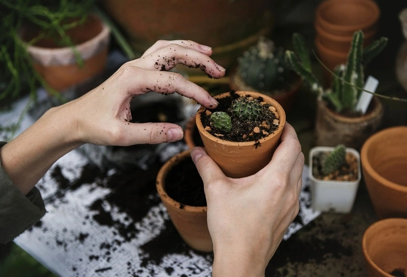 ¿Cuándo utilizar el abono de levadura para las plantas?