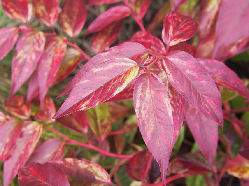 Corniolo delle Highlands (Leucothoe fontanesiana)