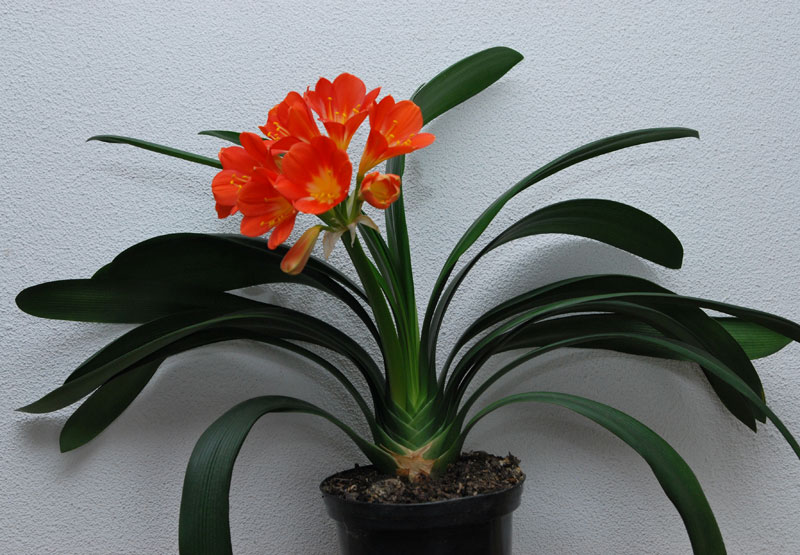 Plantas venenosas para los gatos - clivia