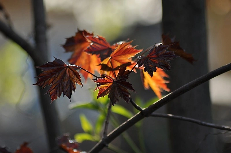 Quali sono le malattie comuni dell'acero rosso?