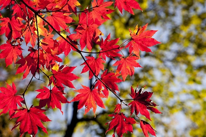 ¿Cómo cultivar un arce rojo en el jardín?