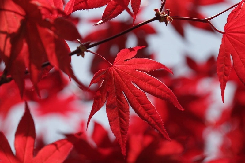 Le varietà più popolari di acero rosso