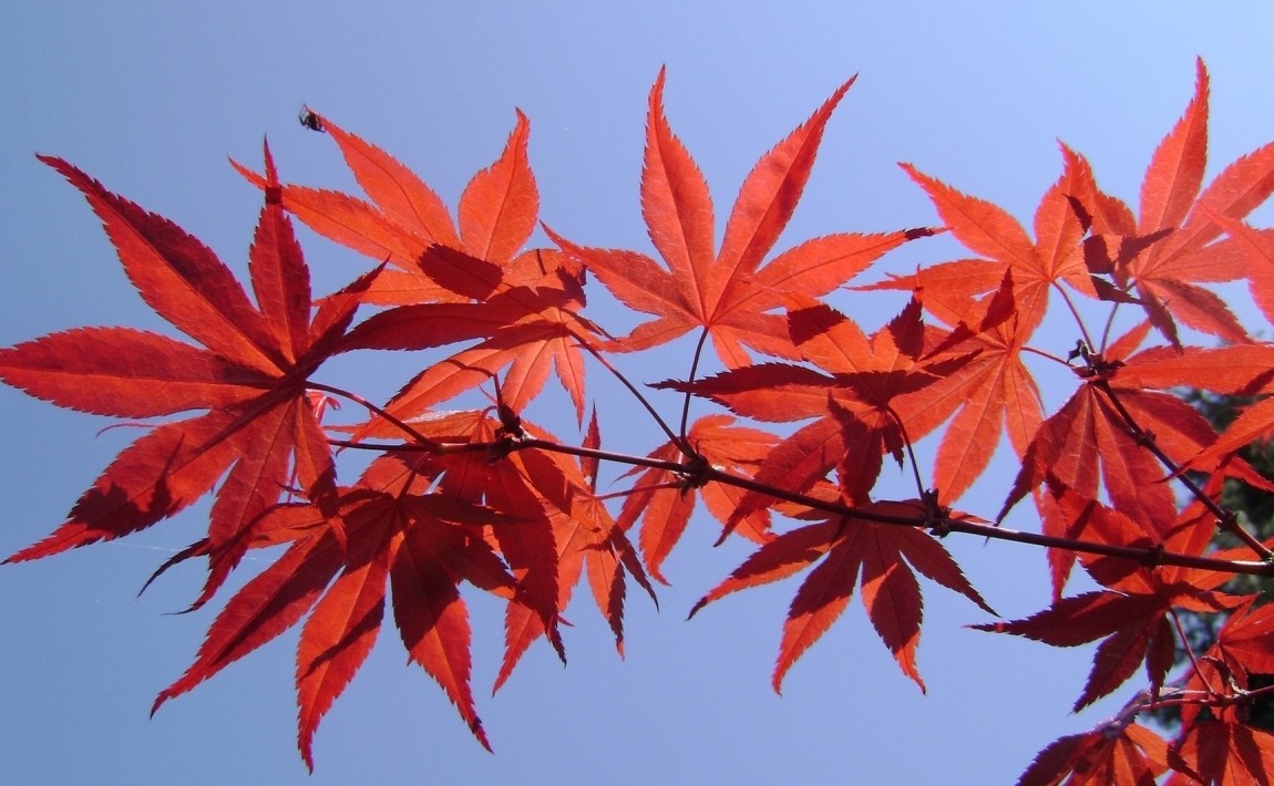 Garden plants - maple tree