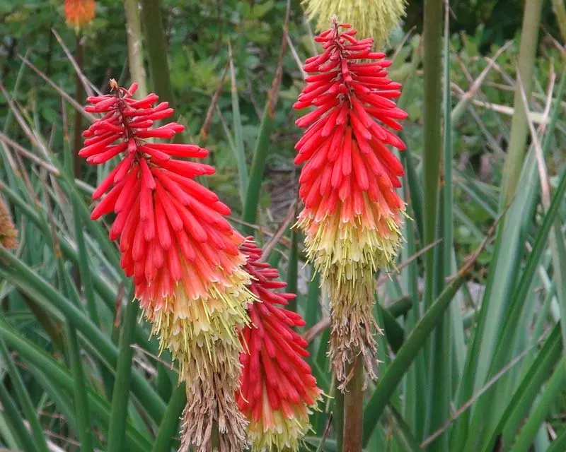 Lirio antorcha (Kniphofia x hybrida)