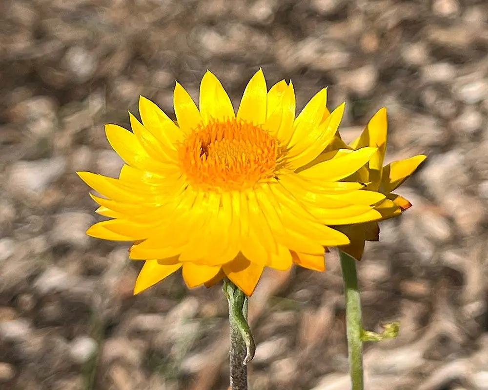 Strawflower - ¿qué tipo de planta es?