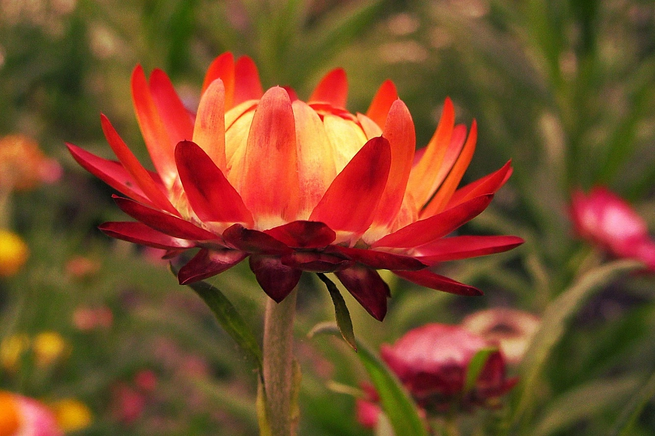 Fiori di Paglia - Imparare a Coltivare Splendidi Fiori Eterni