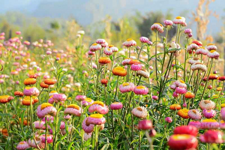 Wie vermehrt man Strohblumen?