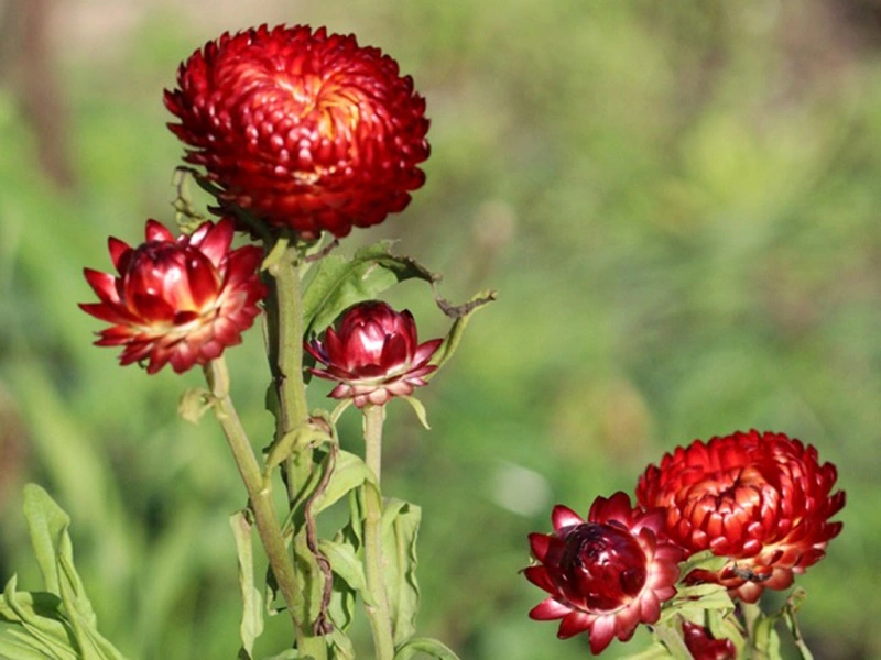 Fiori di paglia - benefici della pianta