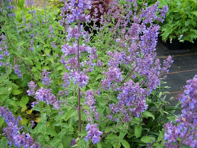 La hierba gatera de Faassen (Nepeta × faassenii)