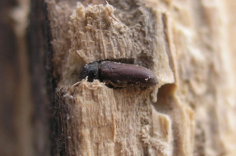 Where do common furniture beetles typically appear?